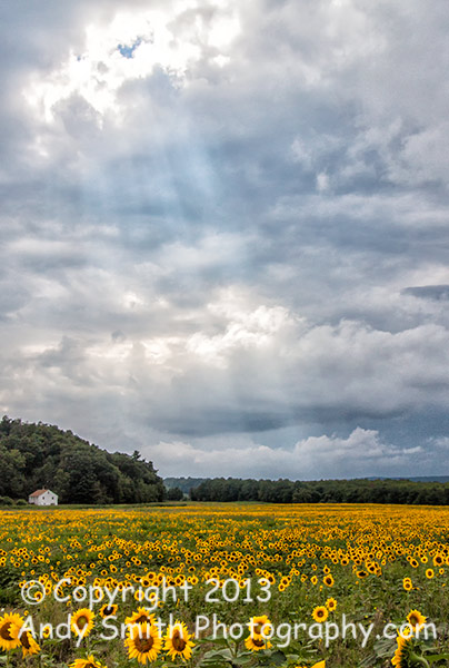 Sunflower Field Before the Storm